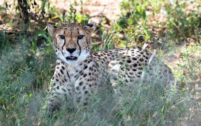 Cheetah Conservation Funds