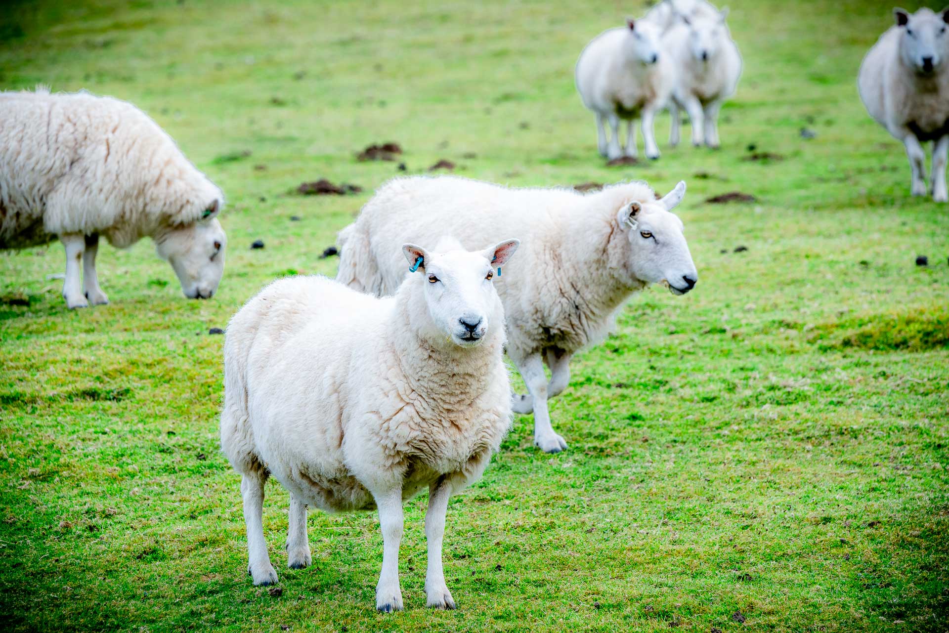 Mouton sur l'île de Mull en Ecosse
