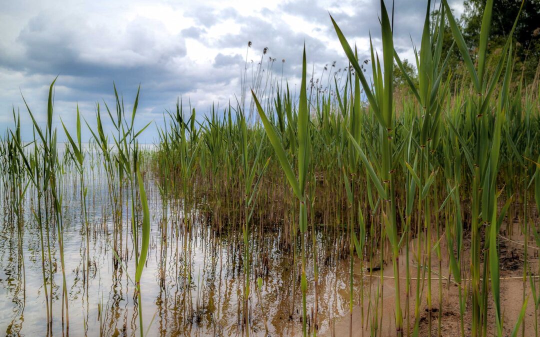 L’île de Torsö – Sérénité au bord du lac Vänern